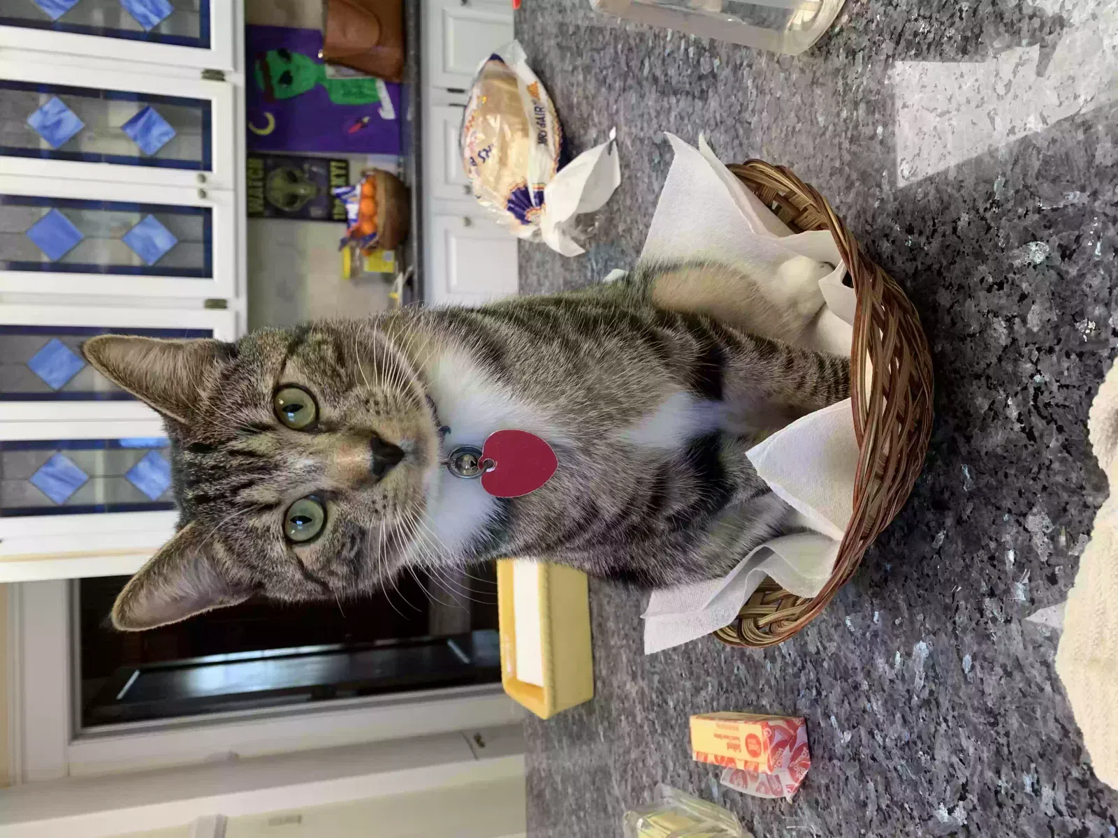 Lost cat in Amarillo, TX, 79102