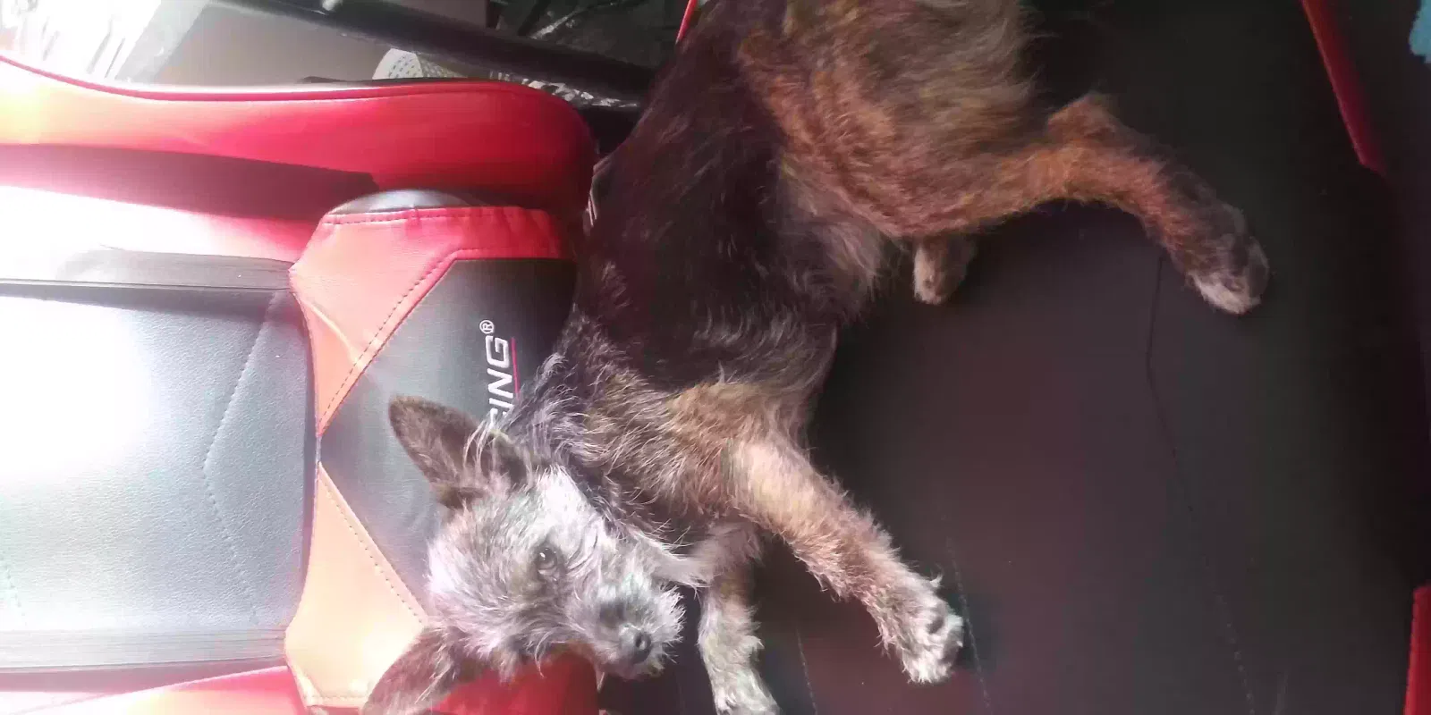 Lost dog in Apple Valley, CA, 92307