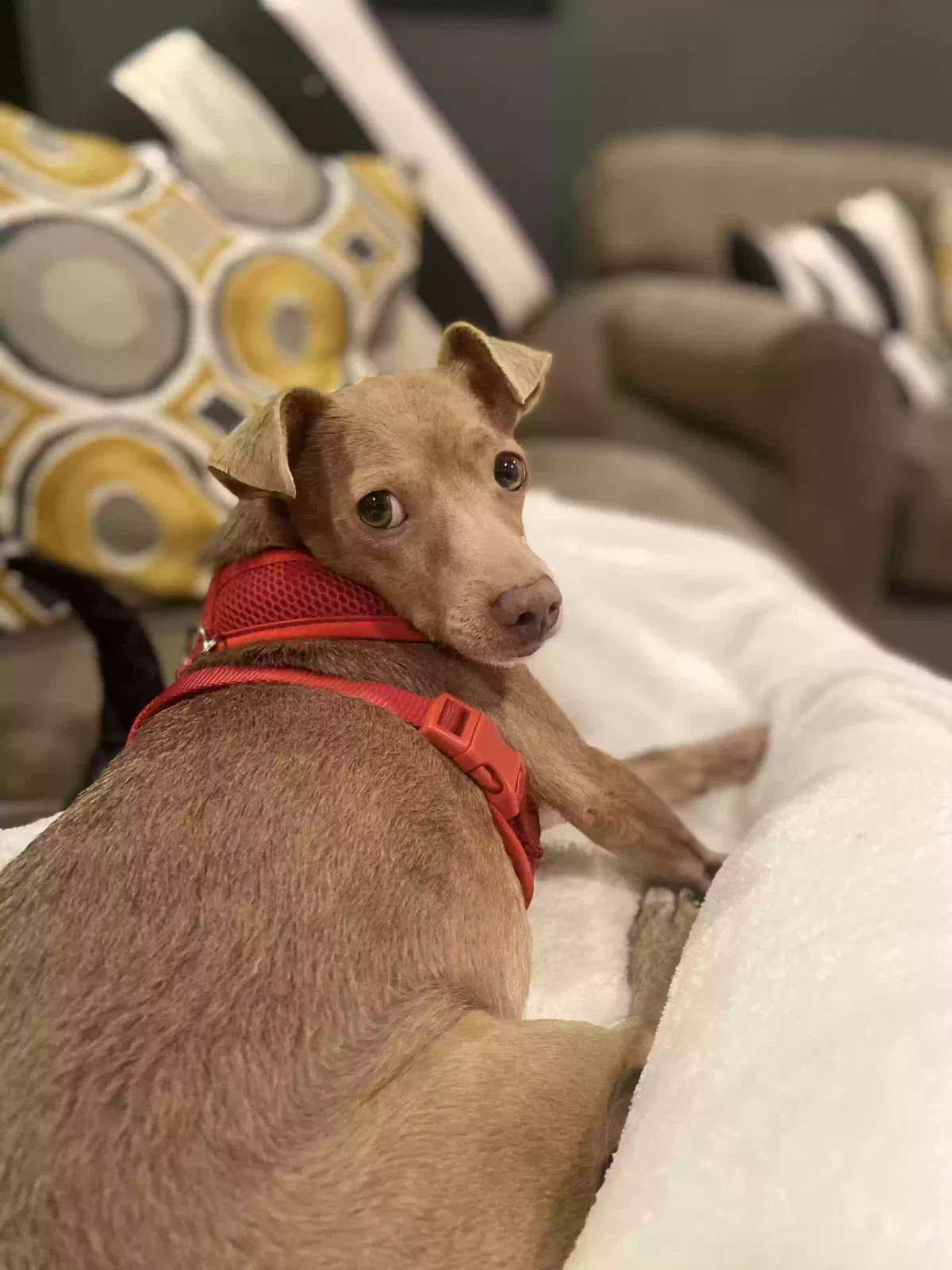 Lost dog in Bell Gardens, CA, 90201