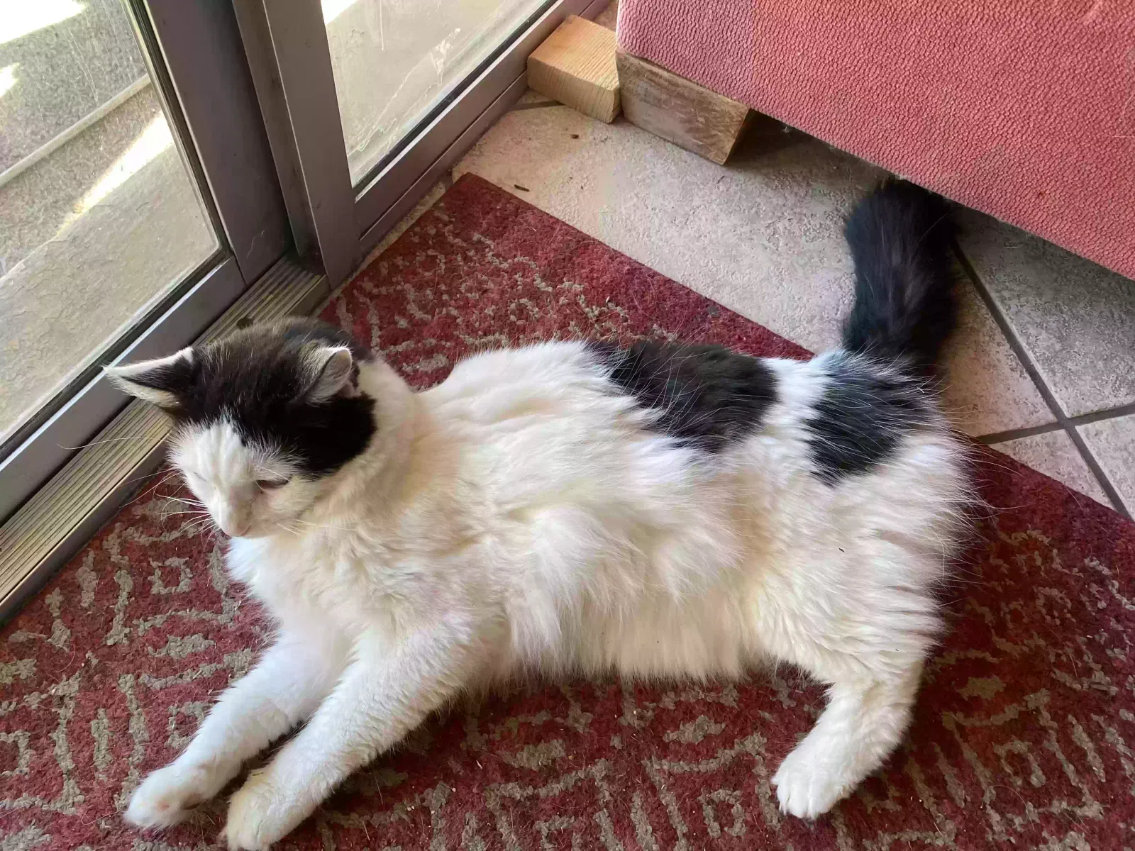 Lost cat in Glendale, AZ, 85304