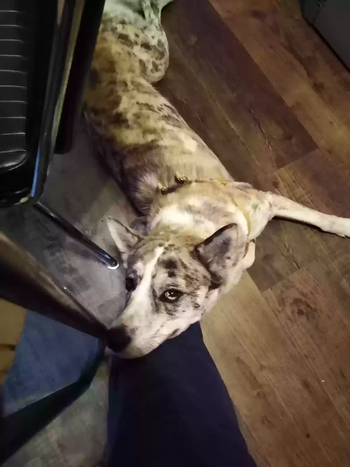 Lost dog in Kansas City, KS, 66101