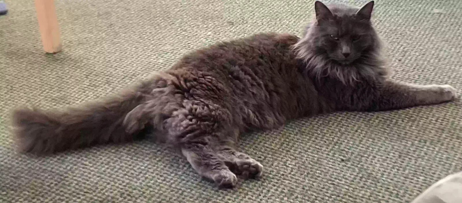 Lost cat in Wilsonville, OR, 97070