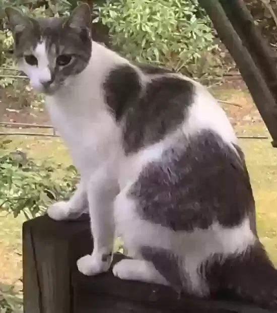 Lost cat in Charleston, SC, 29407