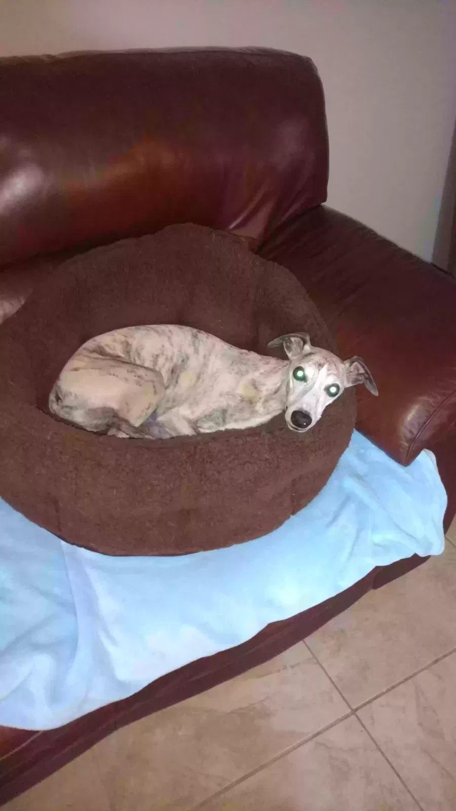 Lost dog in Newberry, FL, 32669