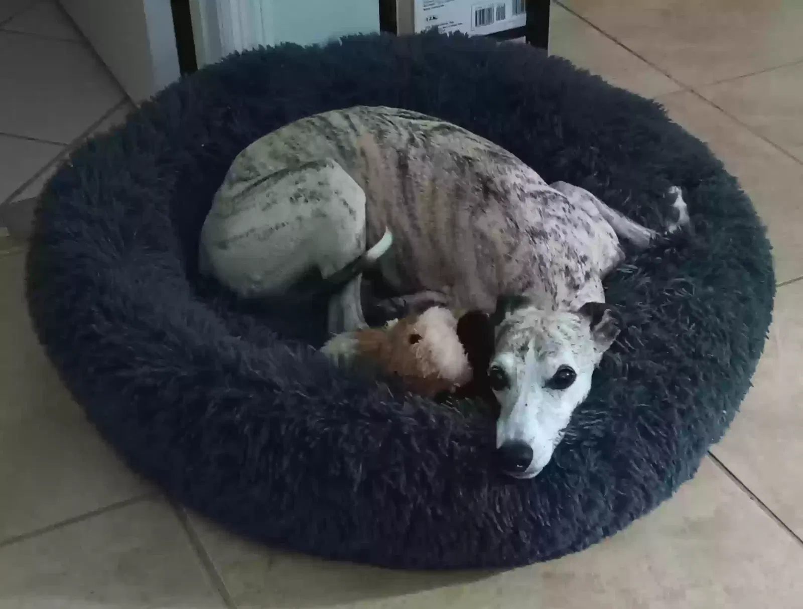 Found dog in Newberry, FL, 32669