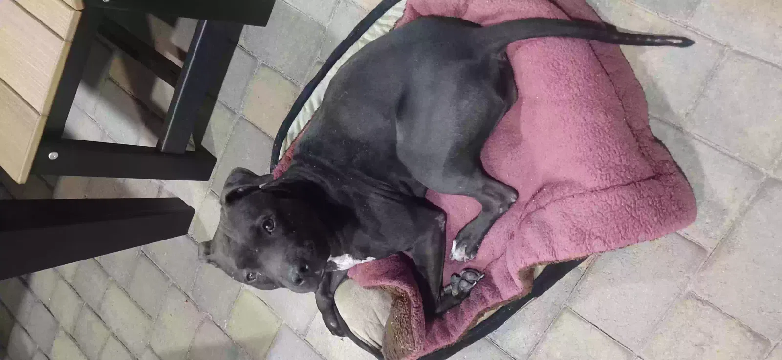 Found dog in Chandler, AZ, 85248