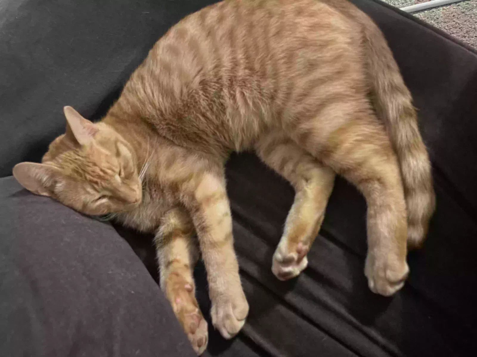 Lost cat in Tulsa, OK, 74145