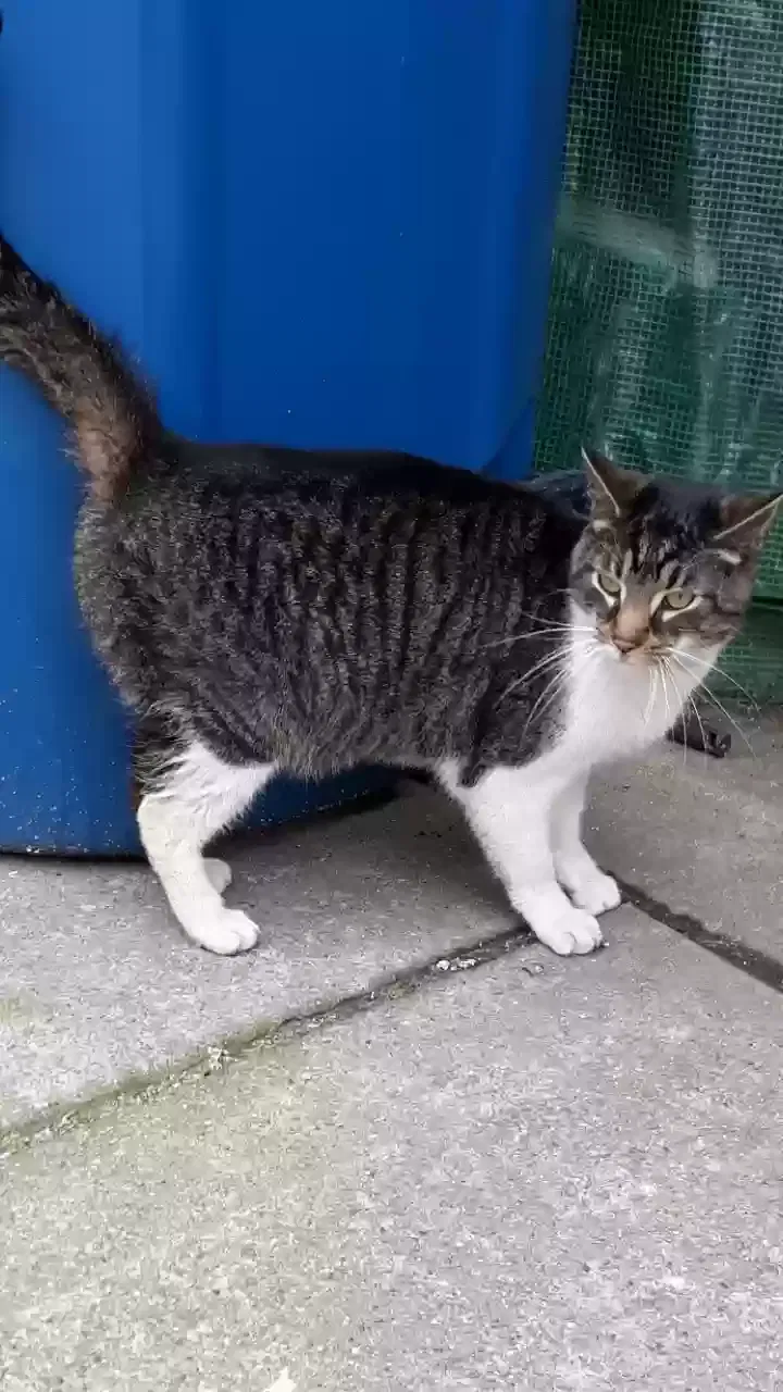 Found cat in Hammond, IN, 46327