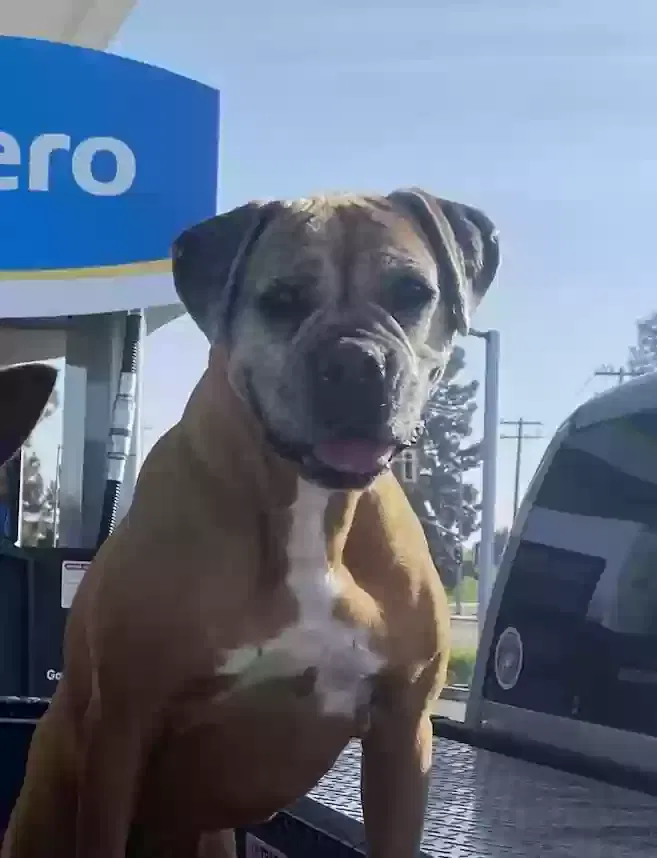 Lost dog in Kingsburg, CA, 93631
