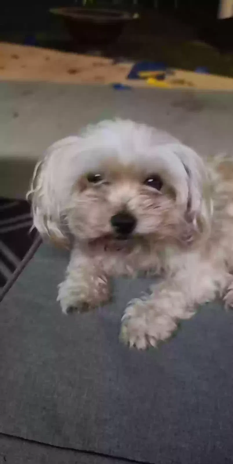 Lost dog in Chicago, IL, 60609