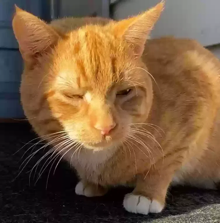Lost cat in Buchanan, NY, 10511