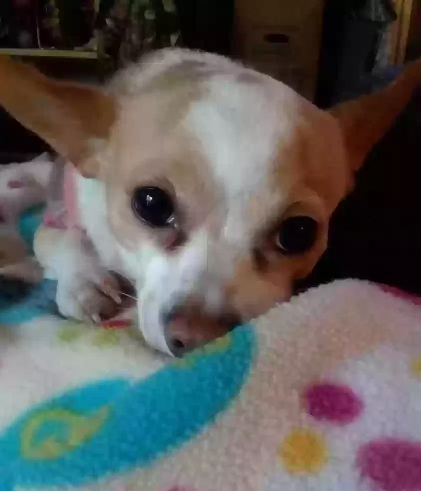 Lost dog in Knoxville, TN, 37909