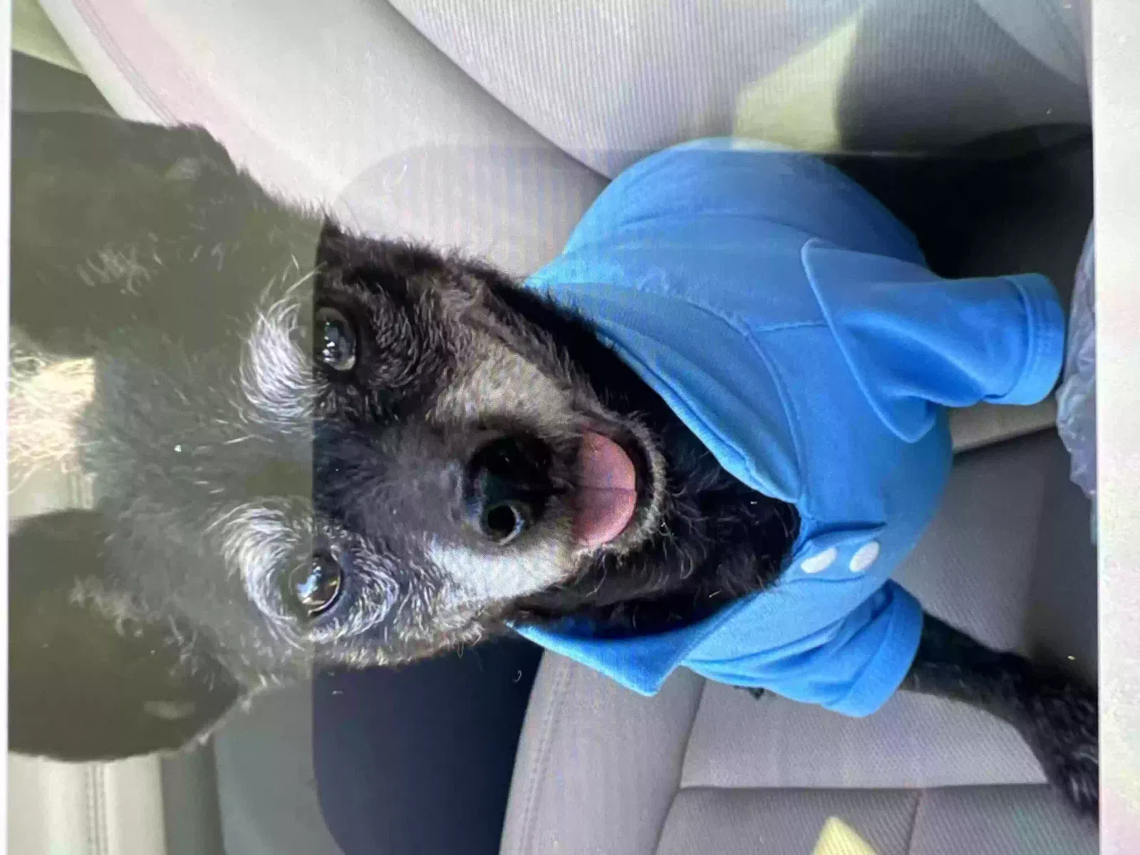 Lost dog in Studio City, CA, 91604