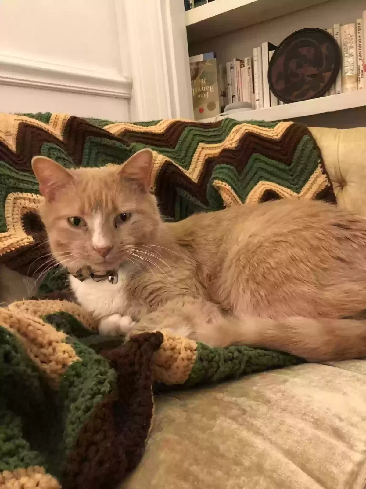 Lost cat in Cincinnati, OH, 45220