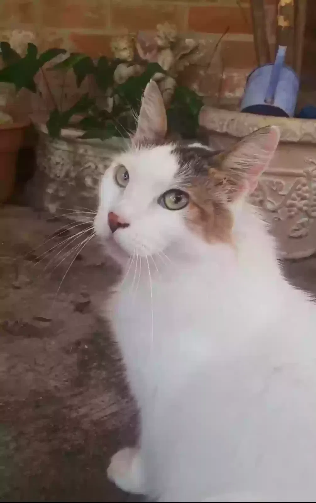 Lost cat in Humble, TX, 77346