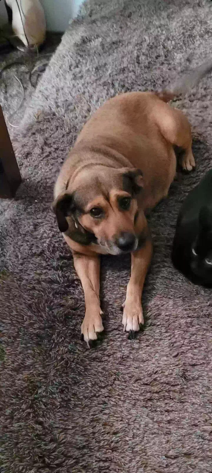 Lost dog in Oklahoma City, OK, 73114