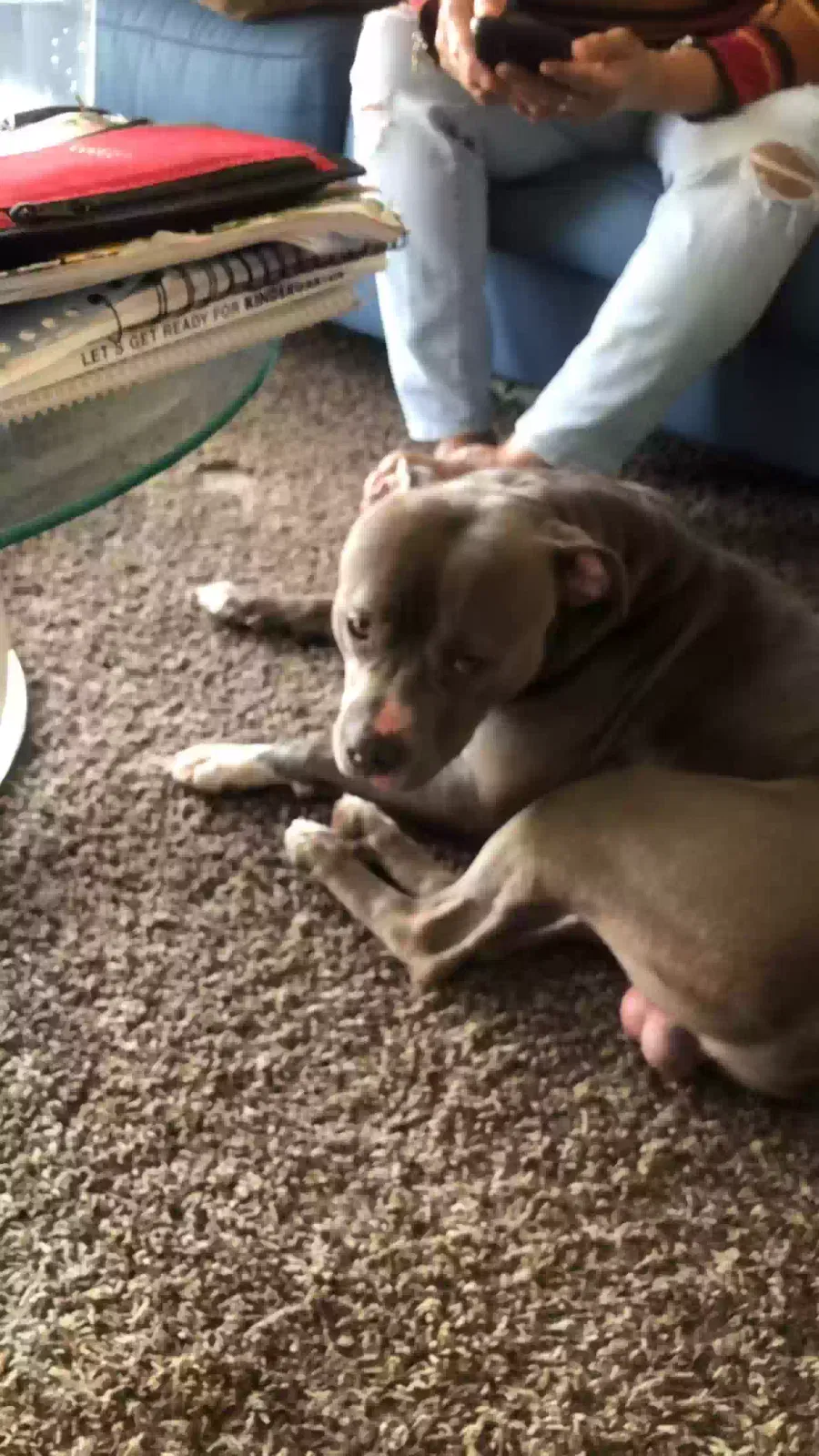 Lost dog in Louisville, KY, 40213