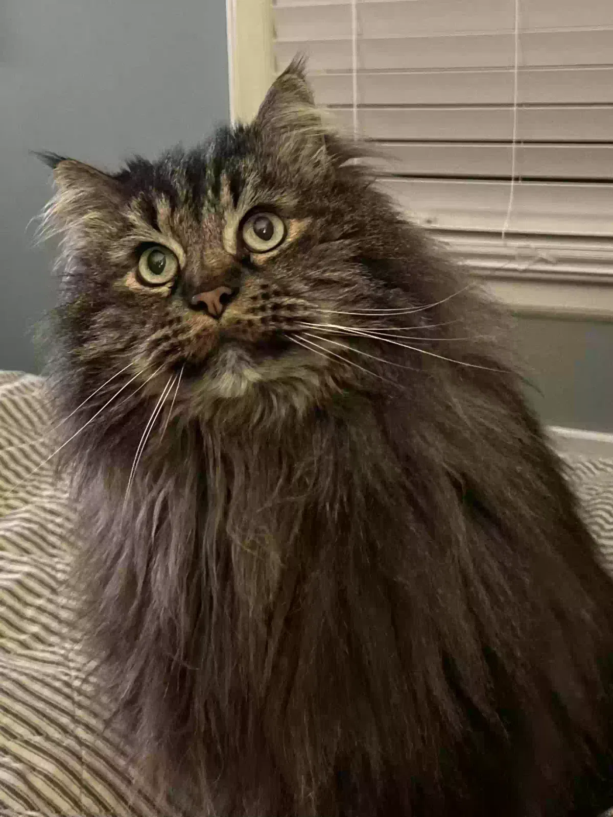 Lost cat in Leawood, KS, 66206
