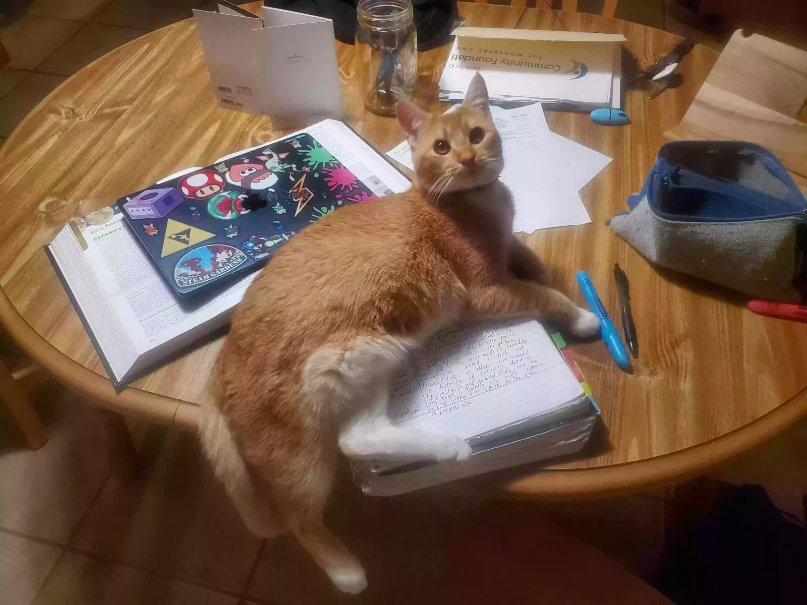 Lost cat in Salinas, CA, 93908
