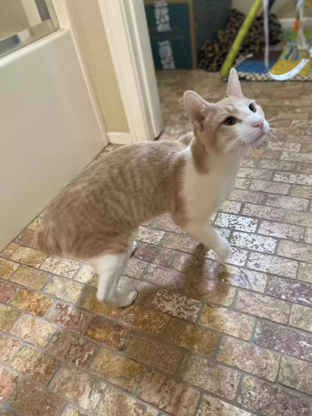 Lost cat in Rancho Cucamonga, CA, 91739
