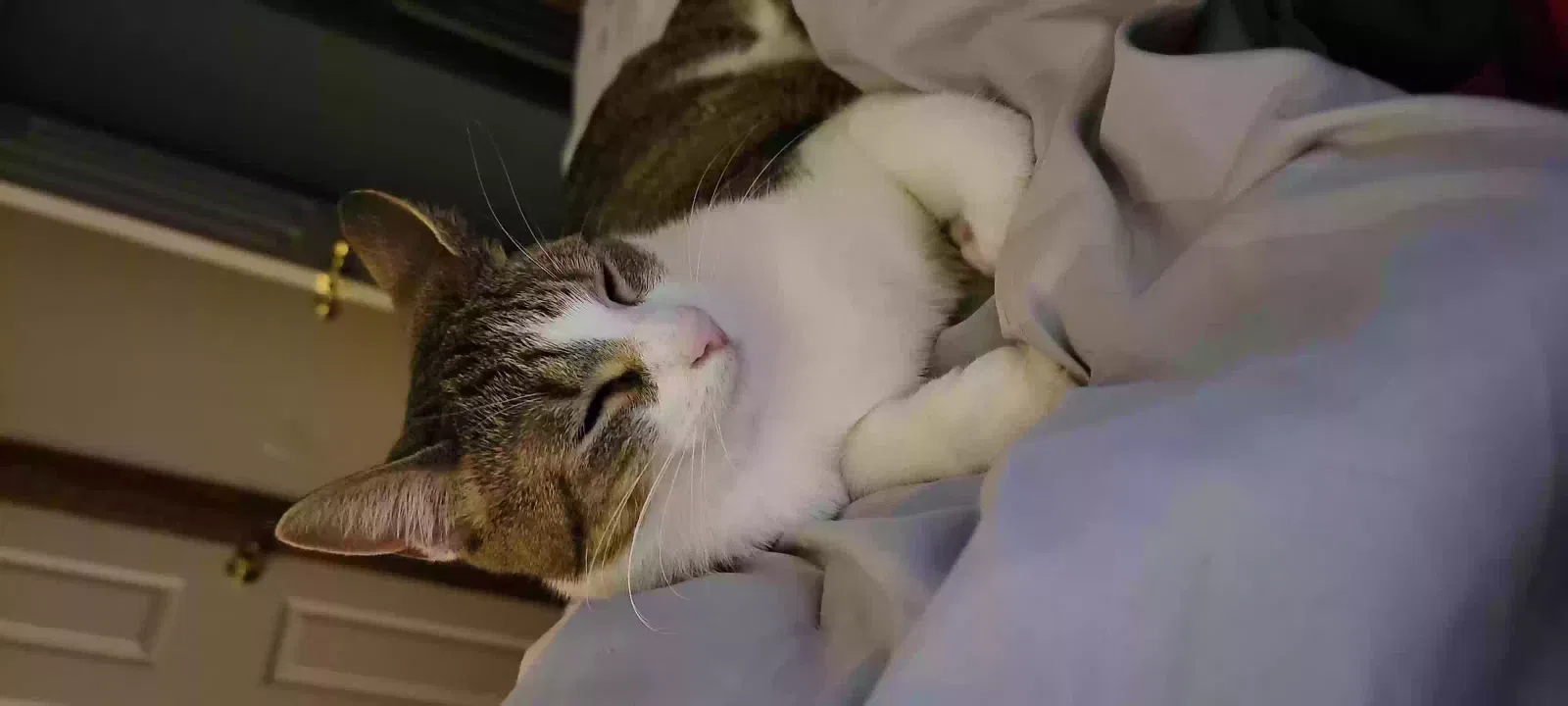 Lost cat in New Baltimore, MI, 48047