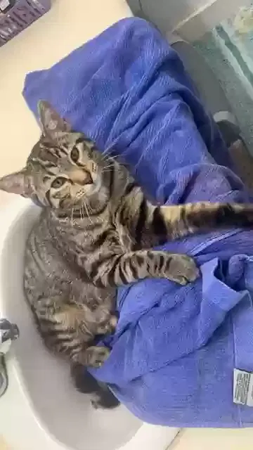 Lost cat in Fort Wayne, IN, 46802