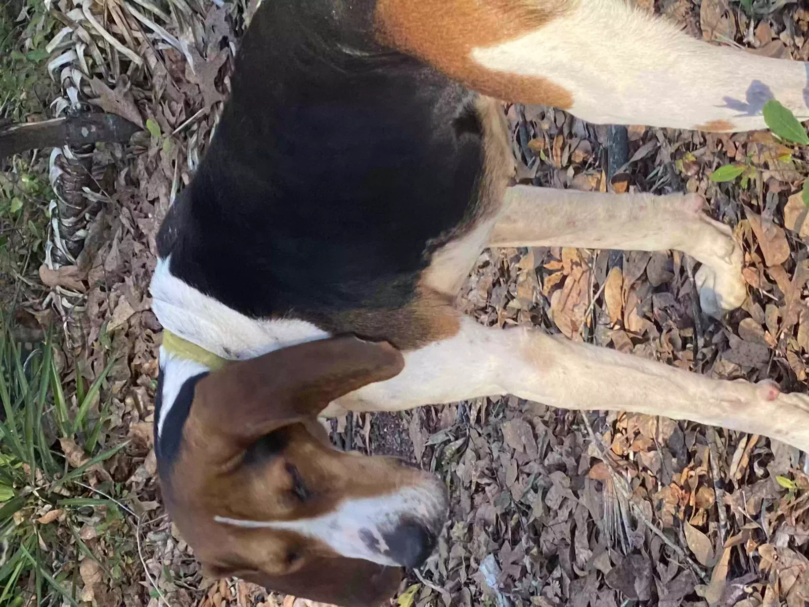 Found dog in West Columbia, SC, 29172