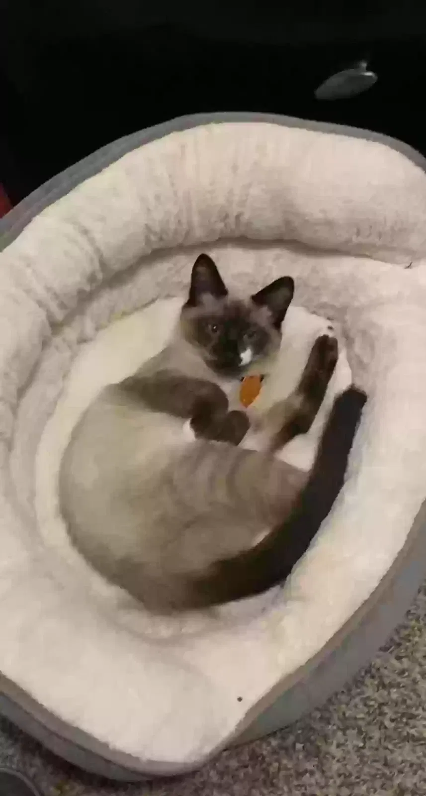 Lost cat in Winder, GA, 30680