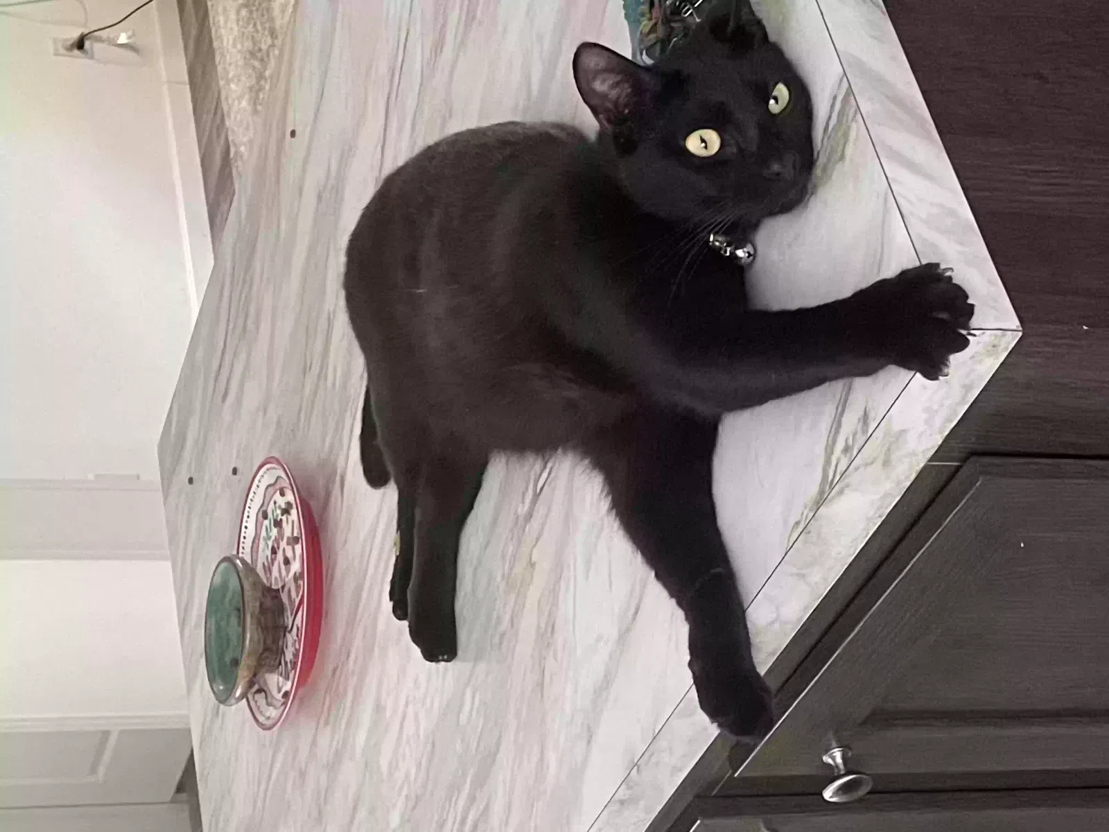 Lost cat in Hernando, FL, 34442