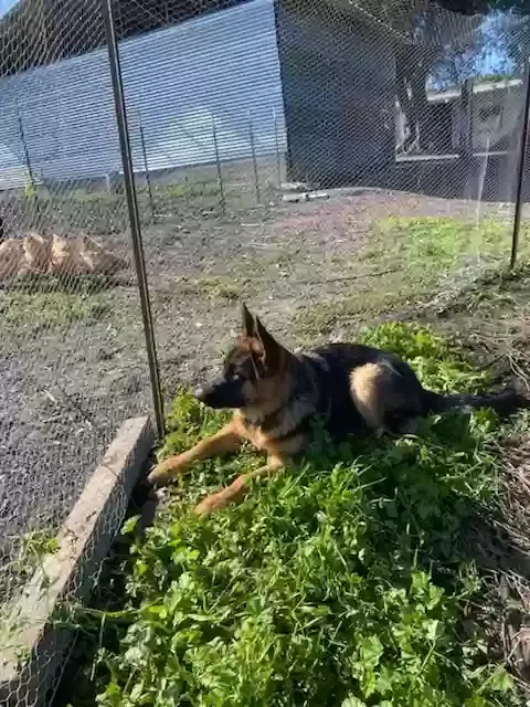 Lost dog in Ventura, CA, 93001