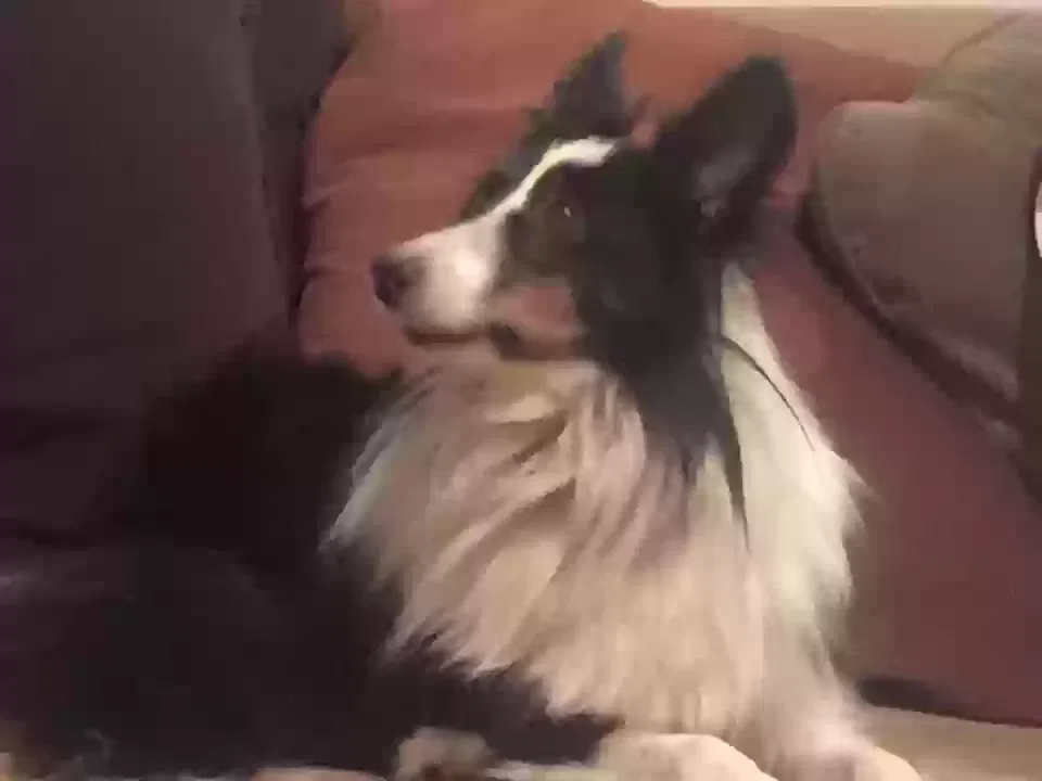 Lost dog in Tunnel Hill, GA, 30755