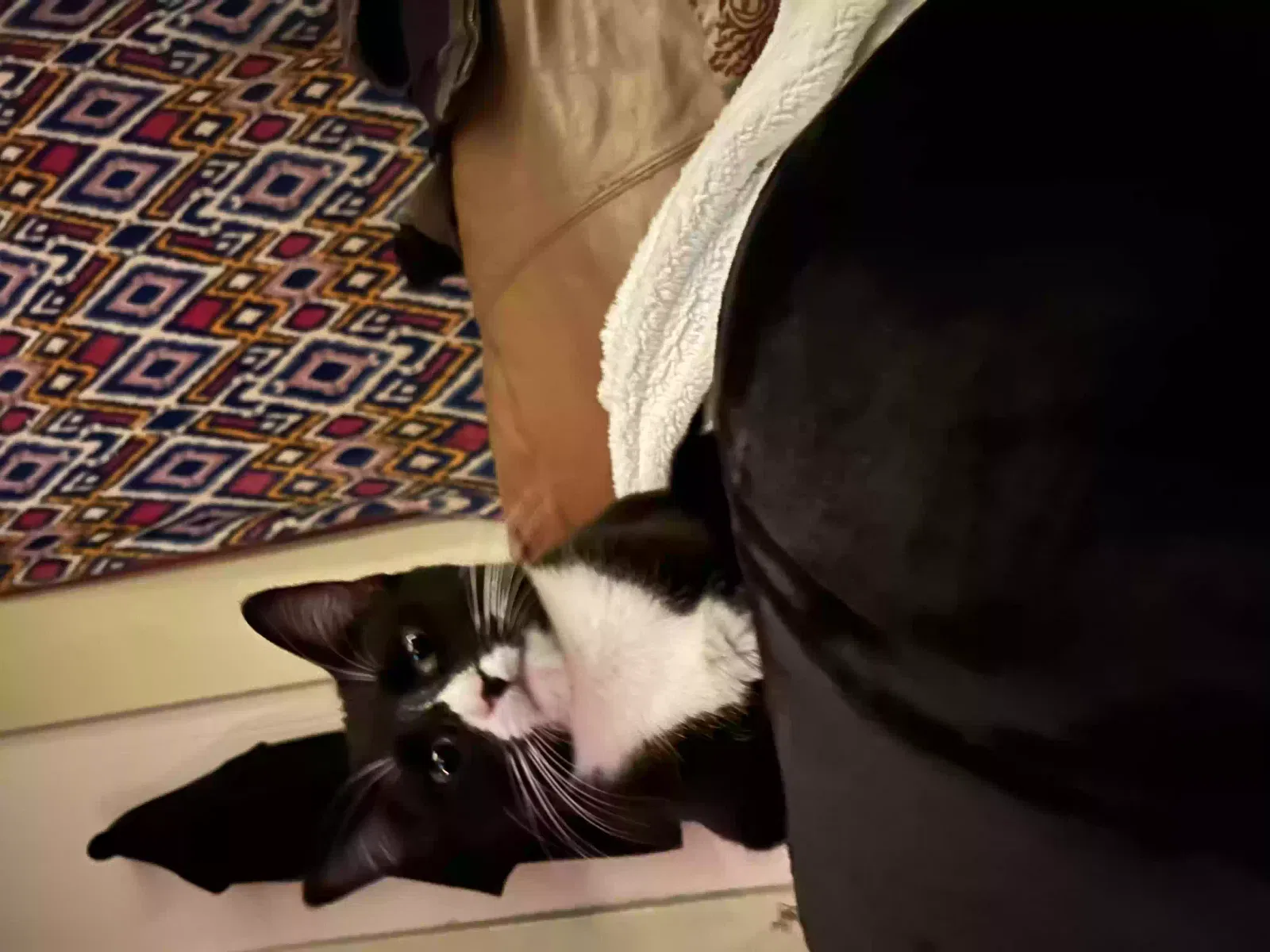 Lost cat in Springfield, MO, 65803