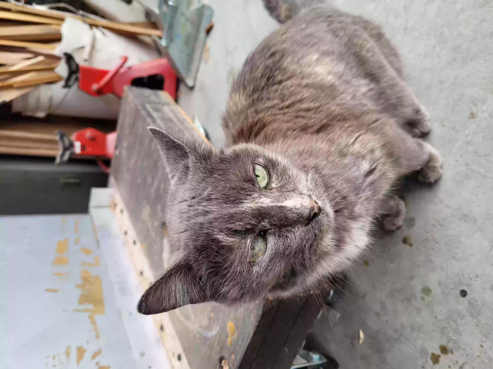 Found cat in Hemet, CA, 92545