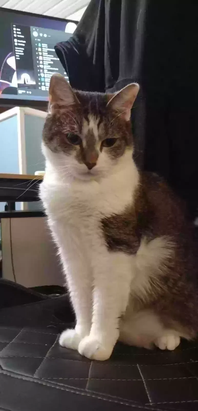 Lost cat in Mocksville, NC, 27028