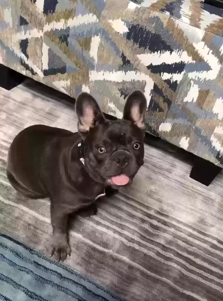 Lost dog in Houston, TX, 77095