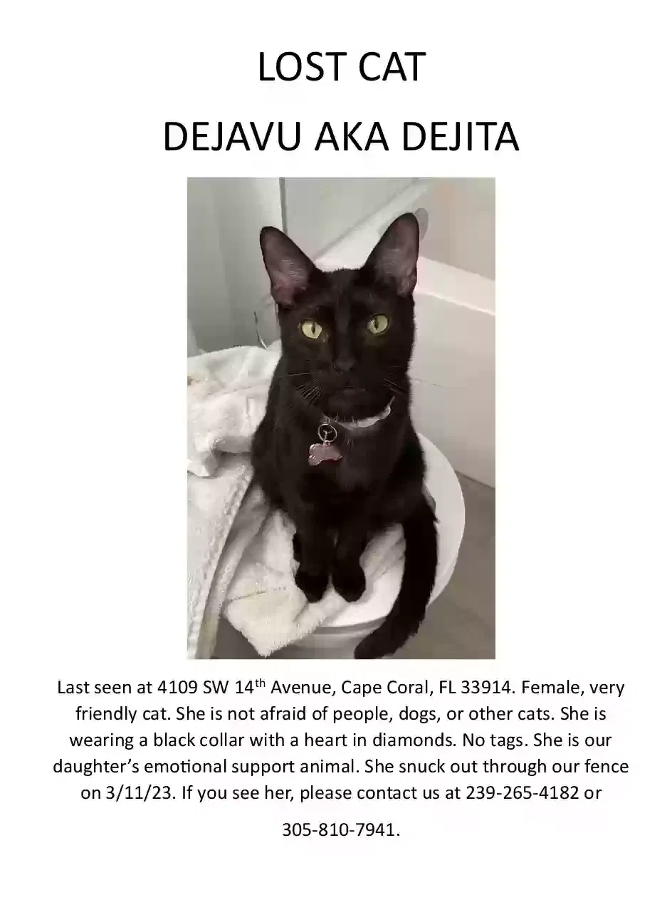 Lost cat in Cape Coral, FL, 33914