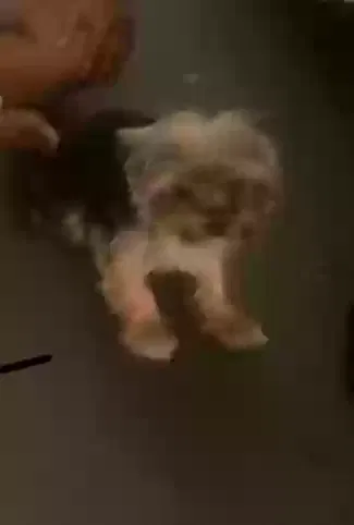 Lost dog in Detroit, MI, 48238