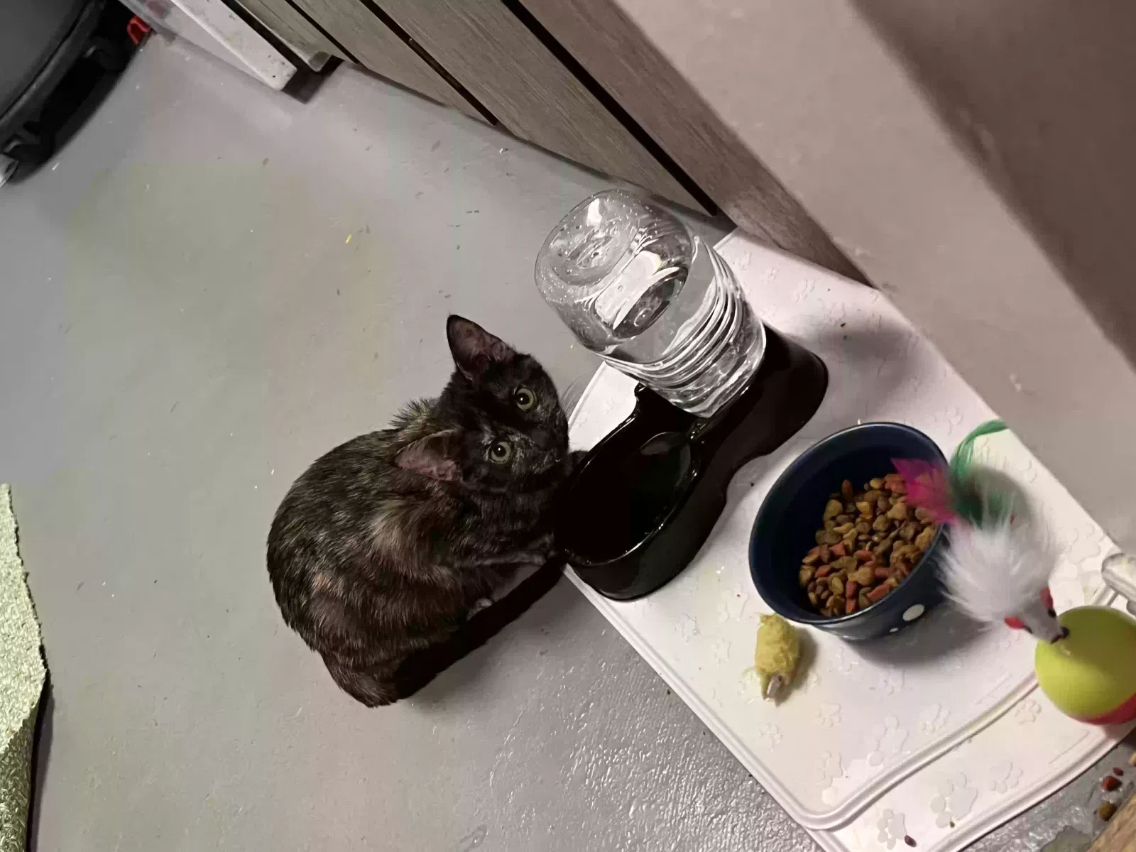 Lost cat in Aurora, CO, 80017