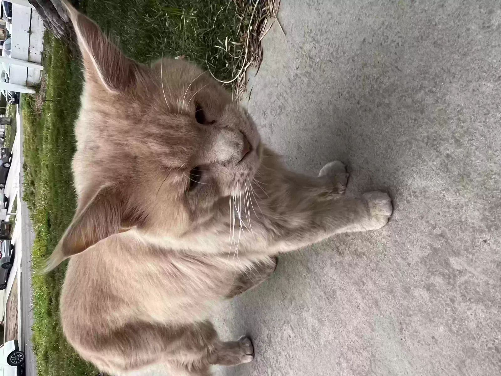 Found cat in Palmdale, CA, 93551