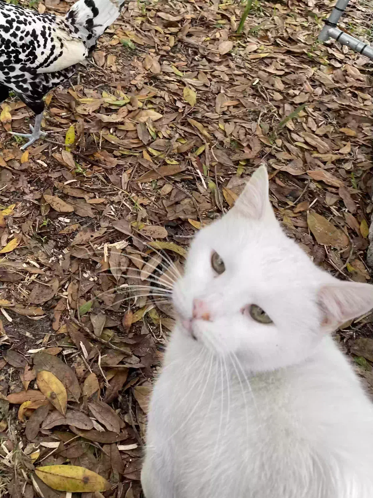 Lost cat in Saint Augustine, FL, 32095