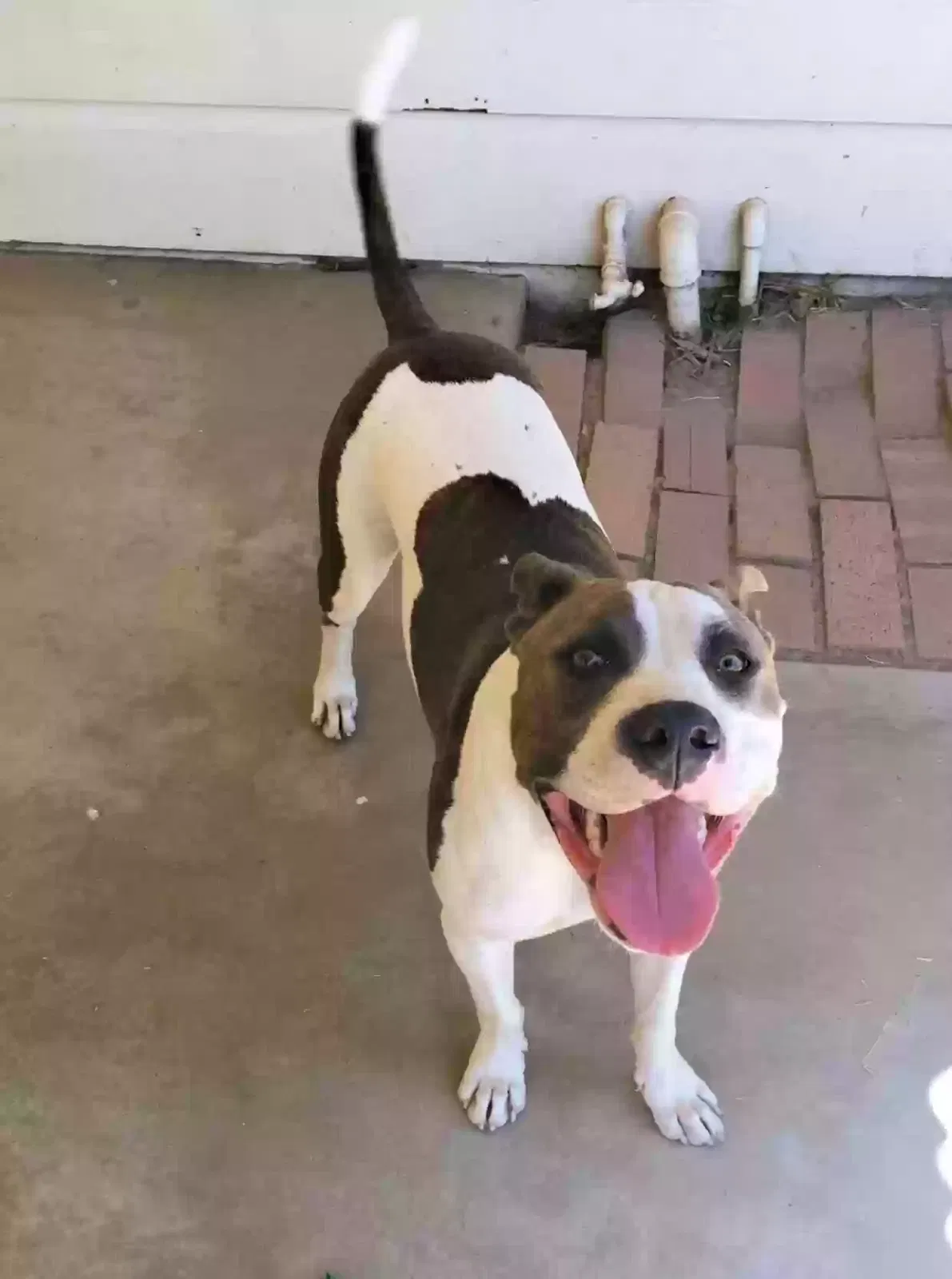 Lost dog in Reedley, CA, 93654