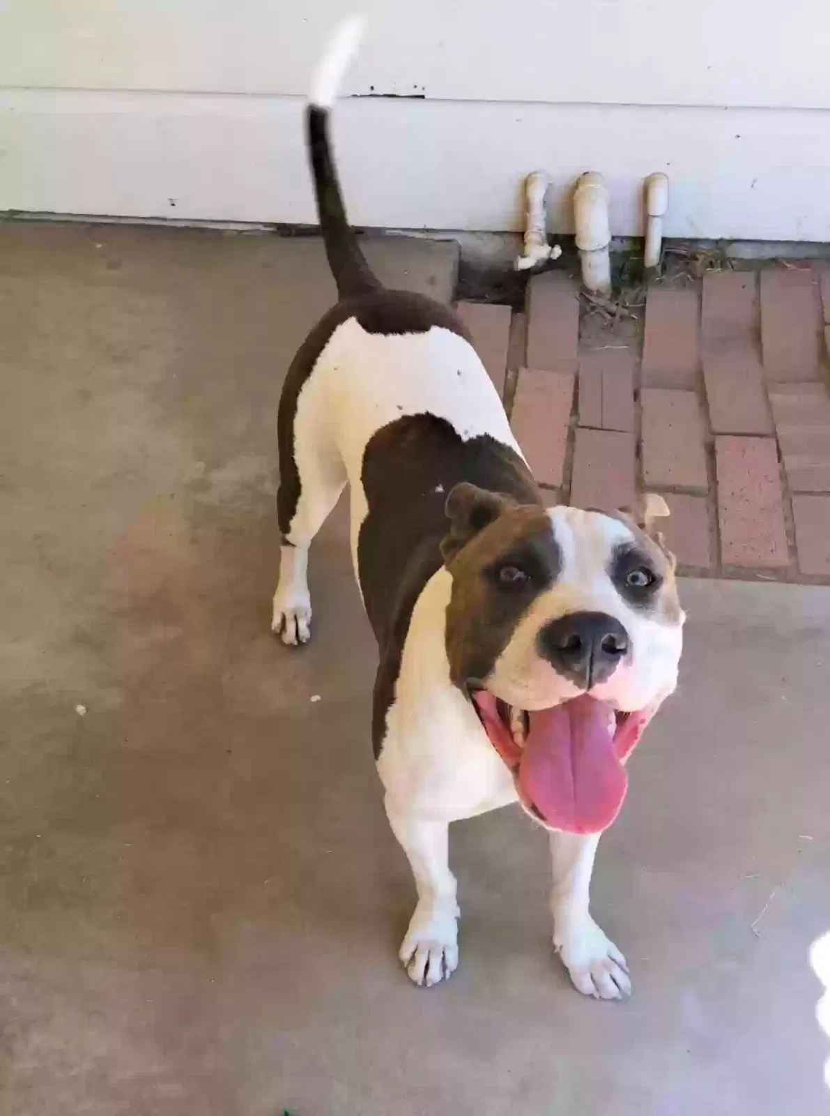 Lost dog in Reedley, CA, 93654
