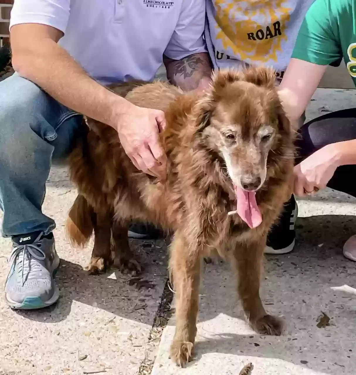 Lost dog in Hammond, LA, 70401