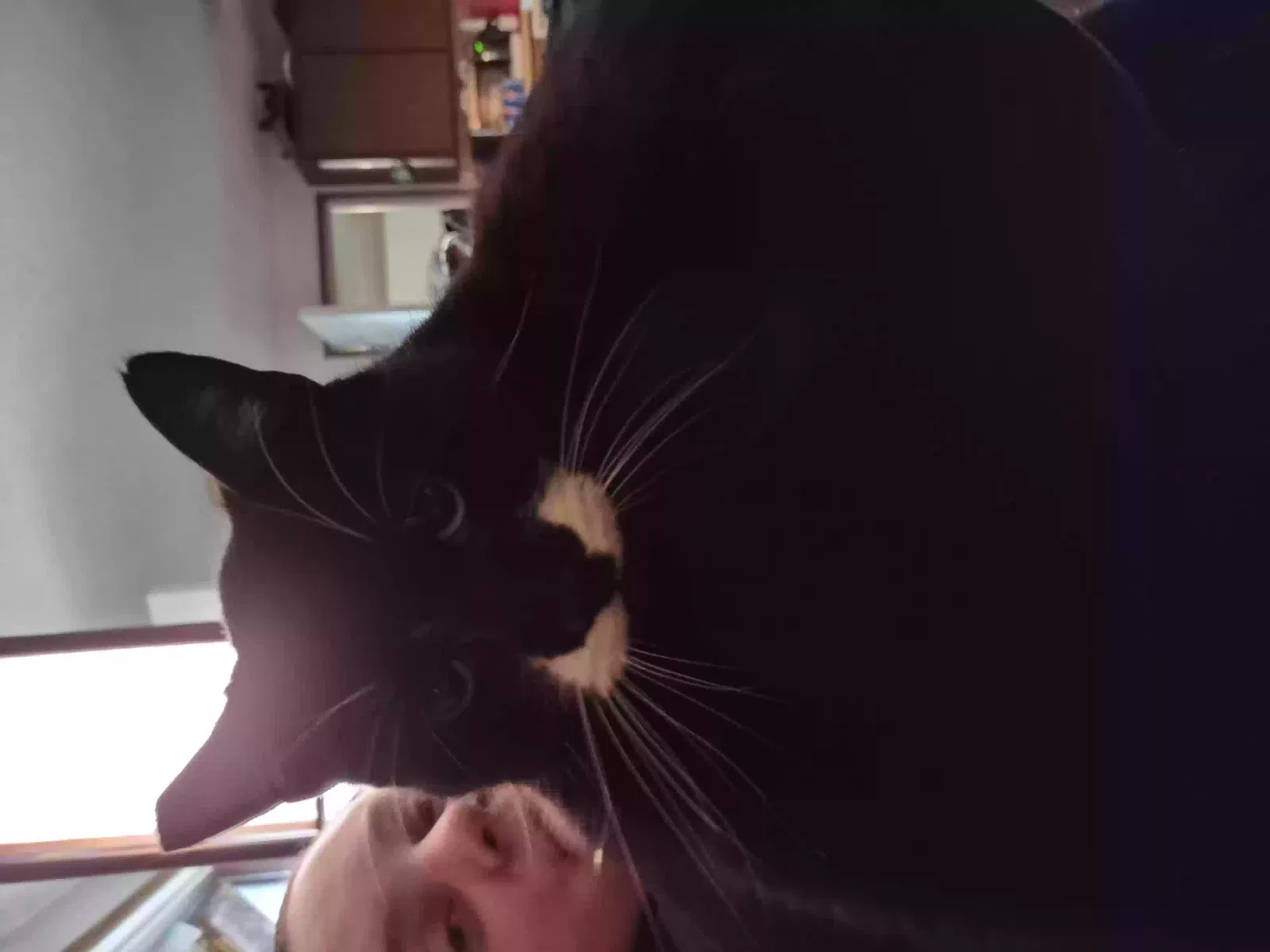 Lost cat in Eugene, OR, 97402