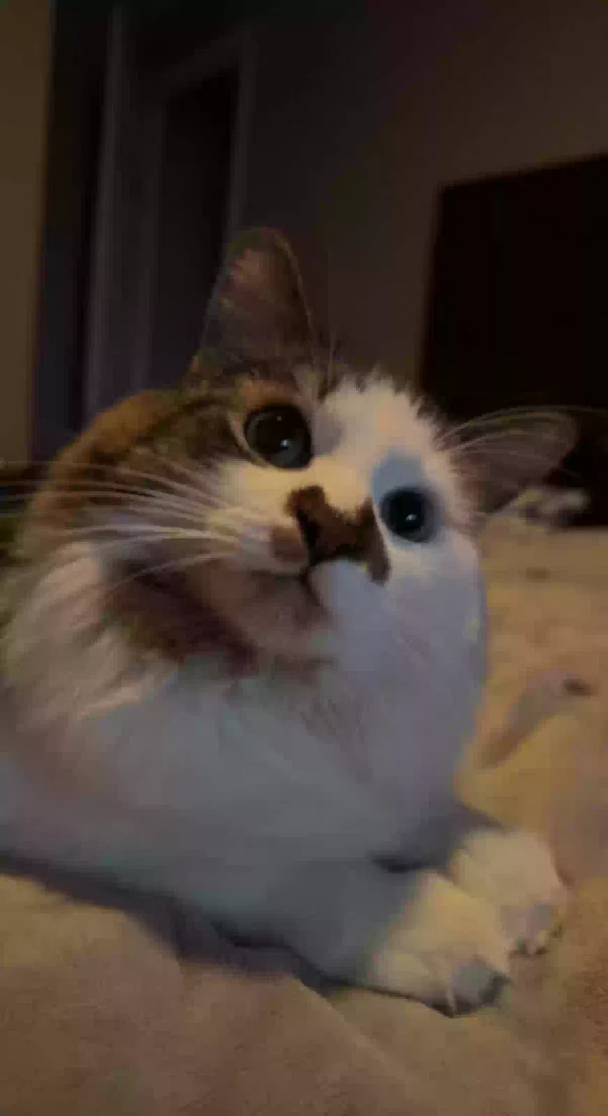 Lost cat in Buckeye, AZ, 85396