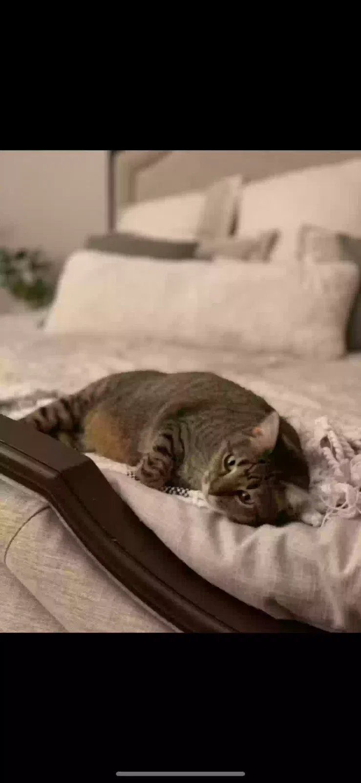 Lost cat in Forney, TX, 75126