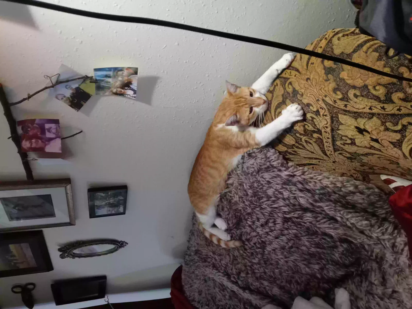 Lost cat in Lake City, FL, 32055
