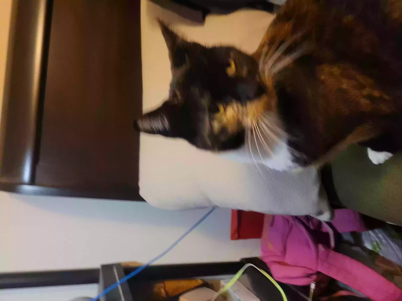Lost cat in Eugene, OR, 97402