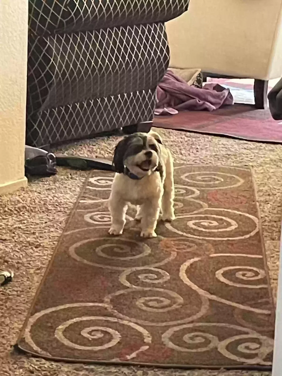 Lost dog in Visalia, CA, 93291