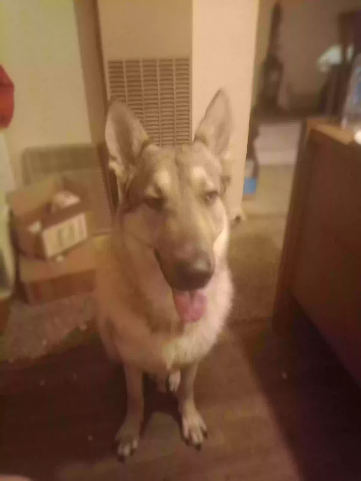 Lost dog in Corpus Christi, TX, 78415
